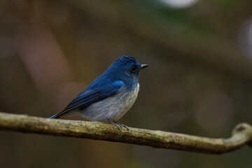 a blue and white bird is sitting on a branch outside