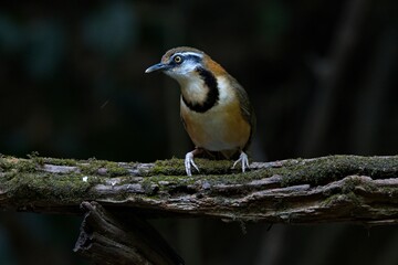 a little bird sitting on a branch outside on a tree