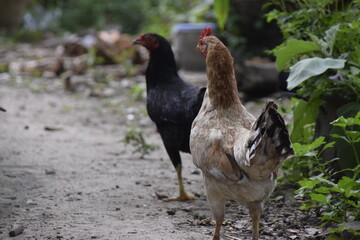home-brewed chicken farm in Indonesia