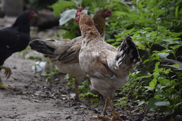 home-brewed chicken farm in Indonesia