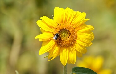 Close up of a bright sunflower with a bee collecting nectar isolated on a blurred background