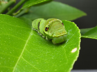 アゲハチョウの幼虫