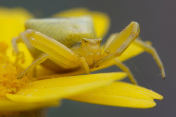 Female Crab spider (Thomisus onustus) on a flower