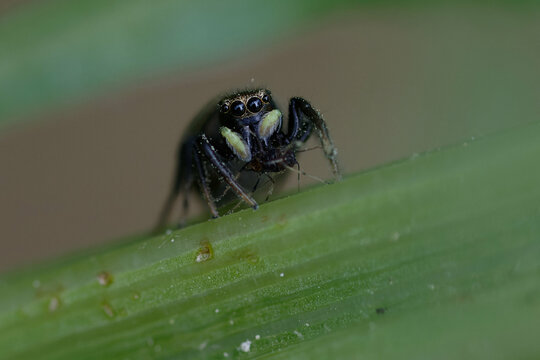 Jumping spider (Heliophanus apiatus) on a plant