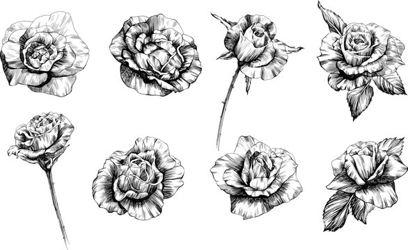 Rose flowers sketch. Isolated hand drawn set.