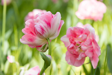 Blossoming pink tulips, flower field