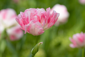 Blossoming pink tulips, flower field