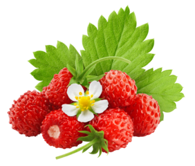 wild Strawberry isolated on white background, full depth of field