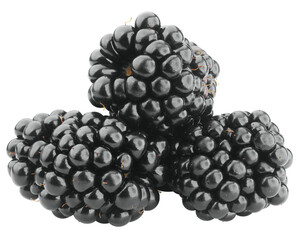 Blackberry isolated on white background, full depth of field