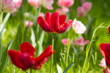 Blossoming red and pink tulips, flower field