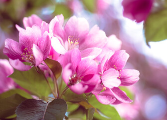 Blooming pink apple tree macro. Floral background
