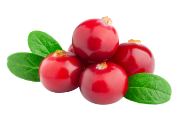 cranberry isolated on white background, full depth of field
