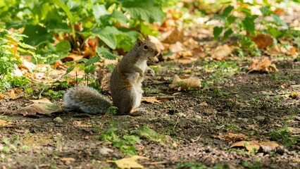 View of a cute squirrel among the fallen leaves
