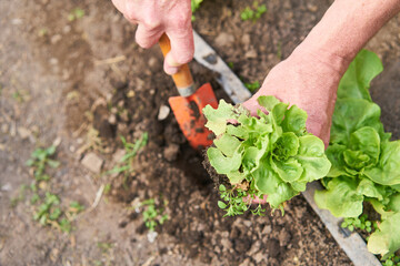Farmer planting sapling while digging soil in garden