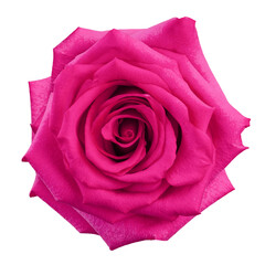 Rose isolated on white background, full depth of field