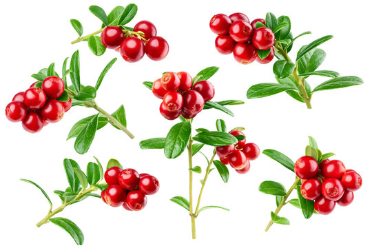cranberry, cowberry, lingonberry, isolated on white background, clipping path, full depth of field