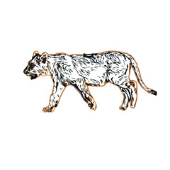 Simba color sketch with transparent background