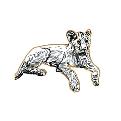 Simba color sketch with transparent background