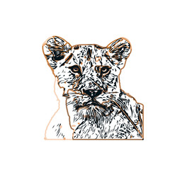 Simba color sketch with transparent background