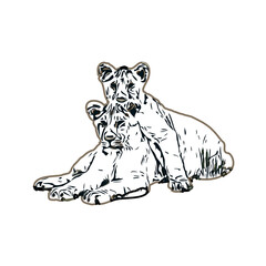 Simba color sketch with transparent background