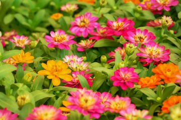 Pink Zinnia elegans flower on a nature background