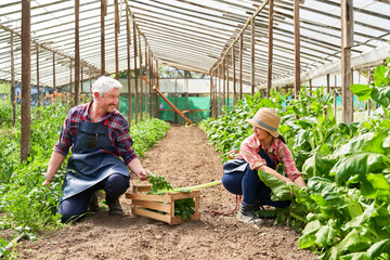 Multicultural farmers harvesting fresh vegetables in organic farm