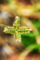 Poaceae wild grass with blurred background