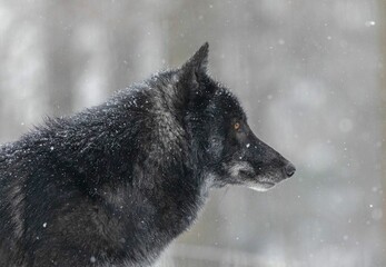 Close-up shot of a black wolf looking to the side with a blurred background in winter