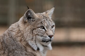 Close-up portrait of a Eurasian lynx in a natural environment