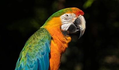 Close-up shot of a colorful Macaw isolated with blurred background in a forest