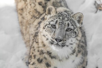 Portrait of a snow leopard (Panthera uncia)