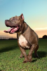 Vertical closeup of a pitbull with the tongue out on the grass purple sky background
