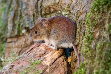Closeup of a black vole on wood in a forest under the sunlight with a blurry background