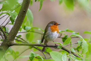 Fototapeta premium Closeup of a European Robin perched on a tree branch in a forest with a blurry background