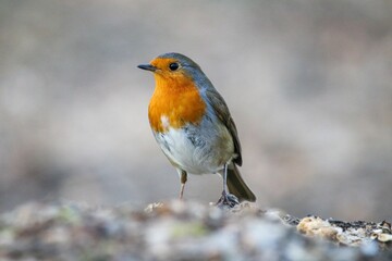 Closeup of a European Robin perched on wood in a forest with a blurry background