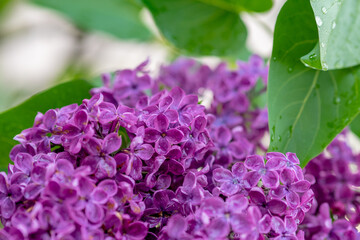 Lilac flowers closeup on a blurred background - Powered by Adobe