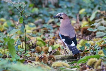 Closeup of a Eurasian jay standing on the ground