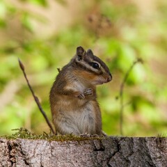 Naklejka na ściany i meble Closeup of an adorable squirrel sitting on a tree trunk