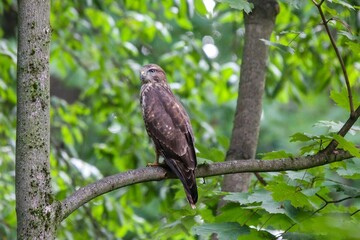 Fototapeta premium Closeup of a hawk bird perching on a tree branch