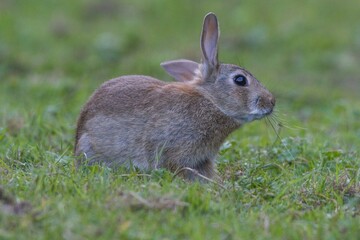 Closeup shot of a rabbit sitting on grass against blur background
