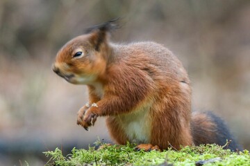 Naklejka na ściany i meble Closeup shot of a squirrel sitting on grass against blur background
