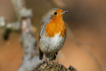Closeup of cute bird standing on tree stump against blur background