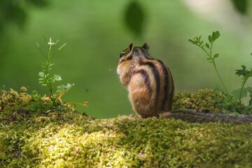 Obraz premium Asian Chipmunk sitting on grass by the lake