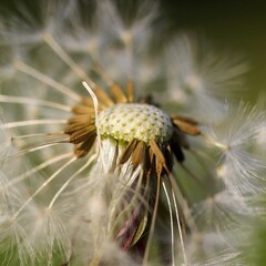 Macro shot of Dandelion against blur background