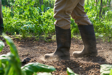 Farmer wearing rubber boots blowing soil dust - obrazy, fototapety, plakaty