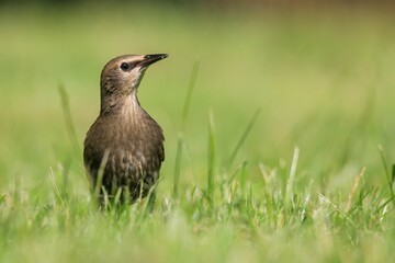 Brown bird sitting on the green grass against blur background
