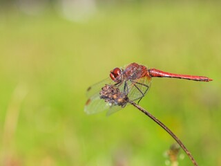 Closeup shot of scarlet skimmer dragonfly on plant against blur background
