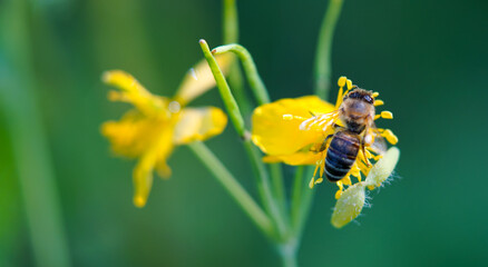 Honey bee collecting pollen on a flowers of Hypericum perforatum, st. john's wort pictured in nature,