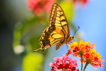 Macro shot of an Old world swallowtail sitting on colorful flowers and eating nectar