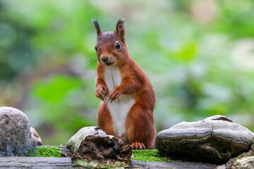 Macro shot of a Red squirrel standing by the stones in a greenery